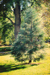 Trees on grassy field in park