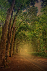 Road amidst trees in forest