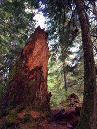Low angle view of trees in forest