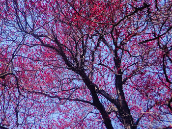 Low angle view of pink flowers