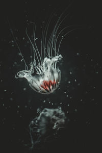 Close-up of jellyfish swimming in sea