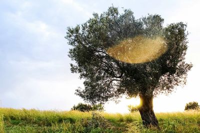 Low angle view of tree on field against sky