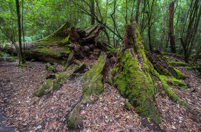 Moss growing on tree trunk in forest