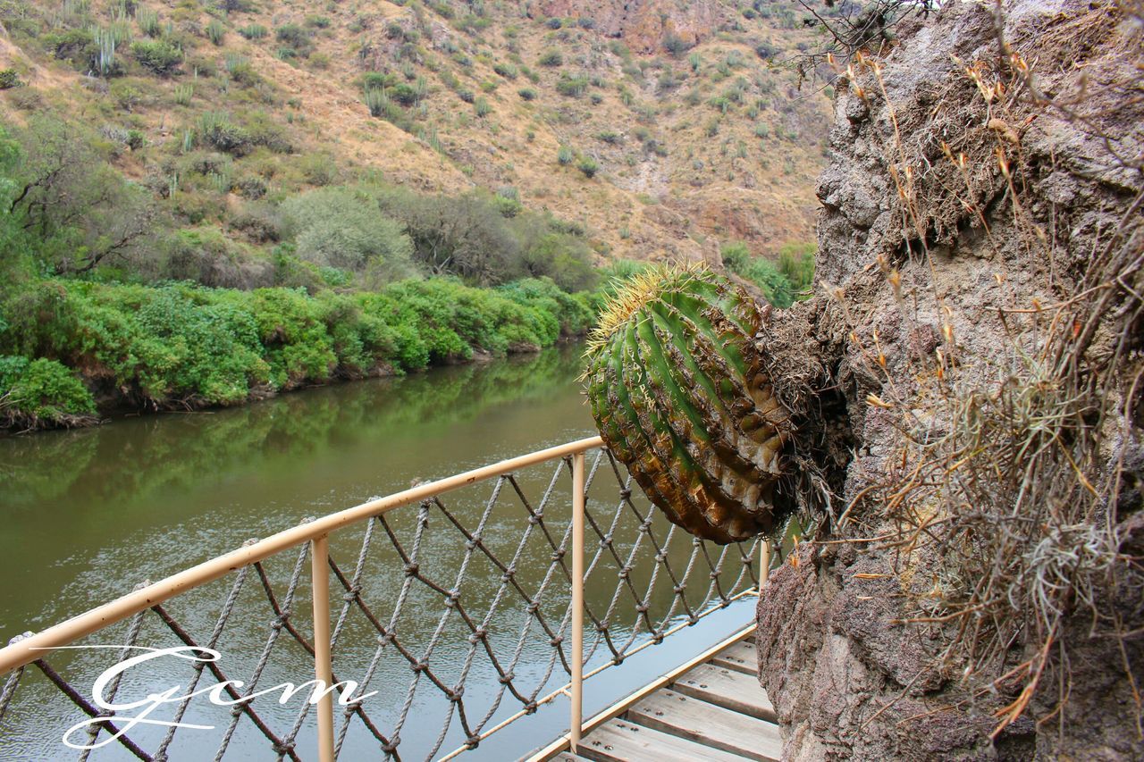 water, lake, railing, nature, tranquility, beauty in nature, tree, animals in the wild, plant, tranquil scene, day, river, outdoors, scenics, wildlife, no people, high angle view, animal themes, wood - material, bird