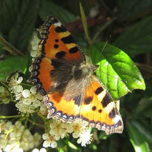 Close-up of butterfly pollinating on flower