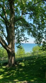 Trees by grass against sky