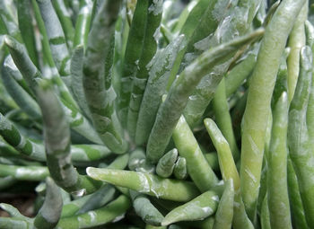 Full frame shot of vegetables