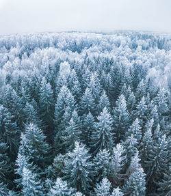 High angle view of trees against sky