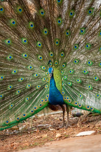 Peacock feathers against blue sky