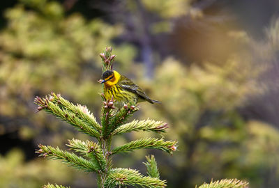 Close-up of bird perching on plant
