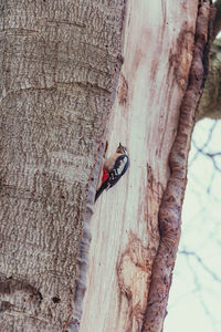 Close-up of butterfly on tree trunk
