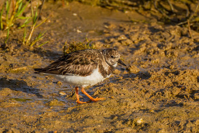 View of bird on beach