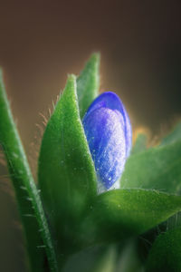 Close-up of purple flower plant