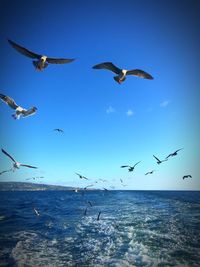 Low angle view of seagulls flying over sea against clear sky