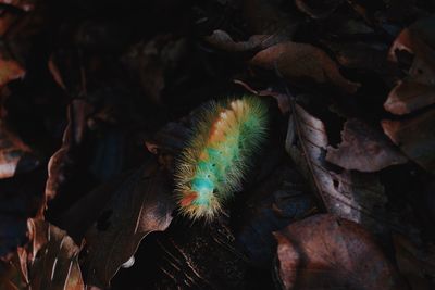 Full frame shot of caterpillar on field