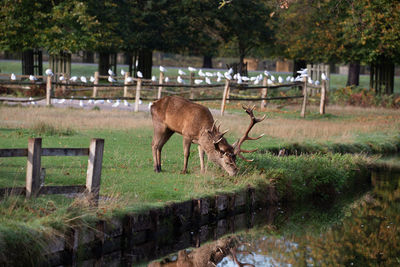 Horse grazing in a field