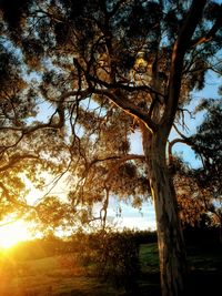 Low angle view of trees in forest