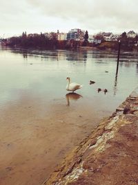 Swans swimming in lake against sky