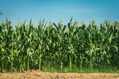 Crops growing on field against sky