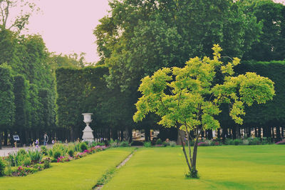 Trees in park