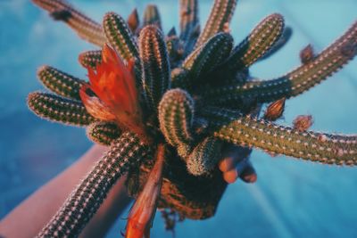 Close-up of flowering cactus