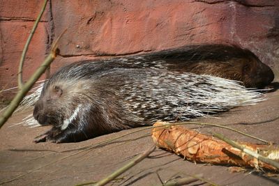 Porcupine resting against wall at zoo