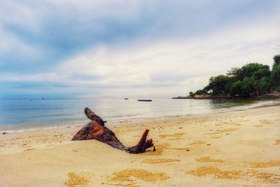 Driftwood on sand at beach against sky