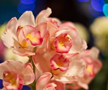 Close-up of pink flowers