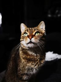 Close-up portrait of a cat