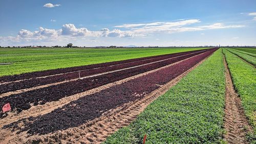 Scenic view of agricultural field against sky