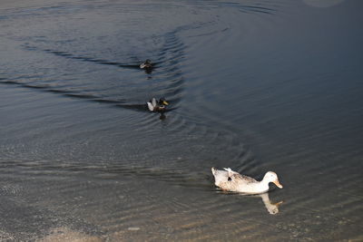 High angle view of ducks swimming on lake