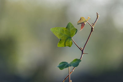 Close-up of green leaves