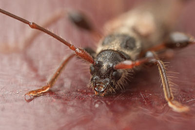 Close-up of spider