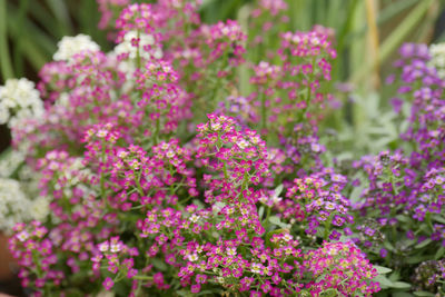 Close-up of pink flowering plants