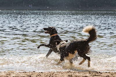 Dog running in water