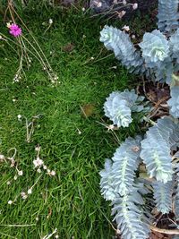 Close-up of white flowers blooming in field