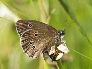 Close-up of butterfly pollinating flower