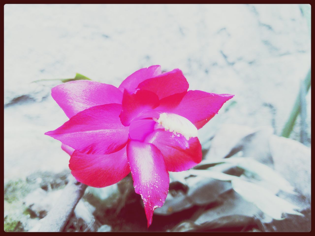 flower, petal, flower head, fragility, transfer print, freshness, pink color, close-up, beauty in nature, auto post production filter, single flower, focus on foreground, blooming, growth, nature, red, rose - flower, plant, in bloom, day