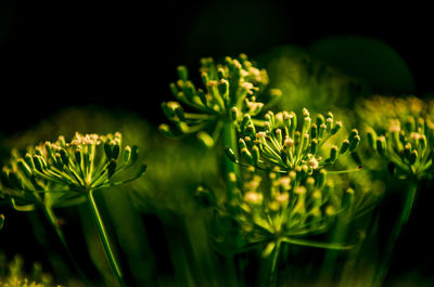 Close-up of flowering plant against black background