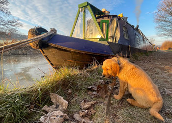 Close-up of dog sitting on beach