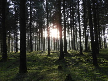 Sunlight streaming through trees in forest