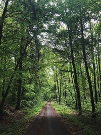 Footpath amidst trees in forest