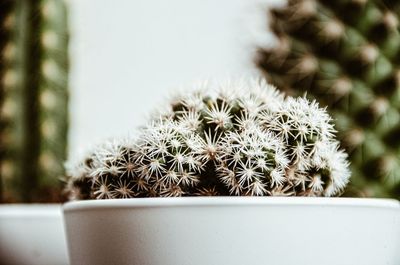 Close-up of potted cactus plant