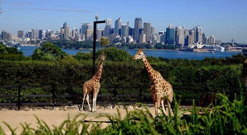 Giraffes standing on field against blue sky