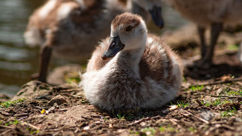 Close-up of ducklings on field