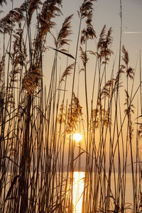 Close-up of stalks against sunset