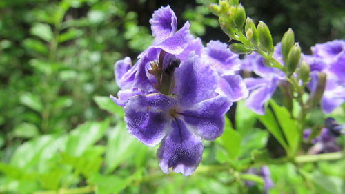 Close-up of purple flowers