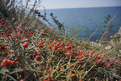 Close-up of red berries growing on land against sky