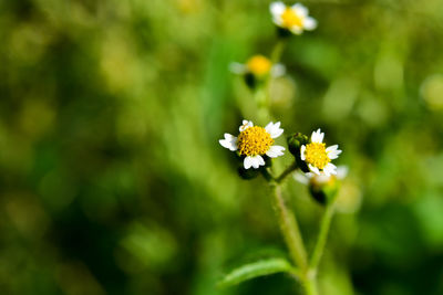 Close-up of white flowering plant