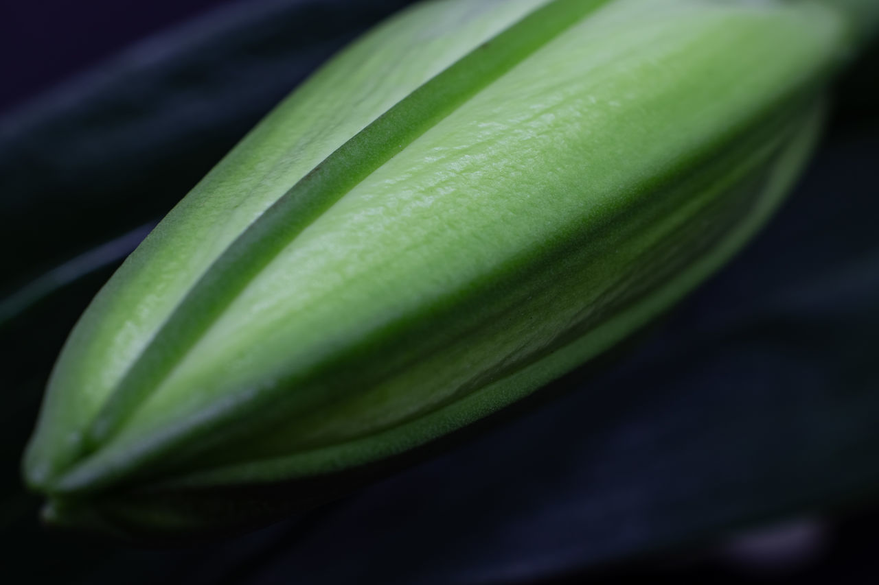 CLOSE-UP OF GREEN LEAF